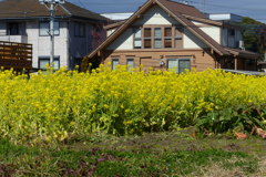 住宅地の菜の花畑