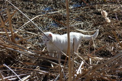 鳥を狙うにゃんこ