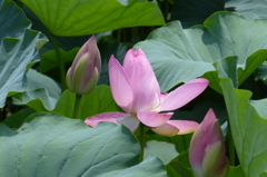 蓮池