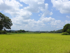 黄色くなった広い田んぼ