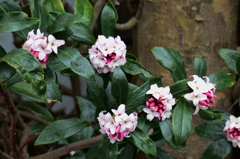 沈丁花満開