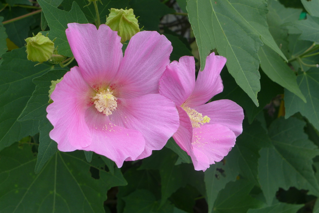 芙蓉