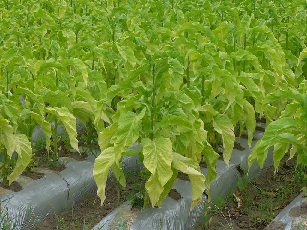 タバコの栽培　③