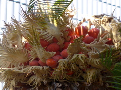 ソテツの花・実