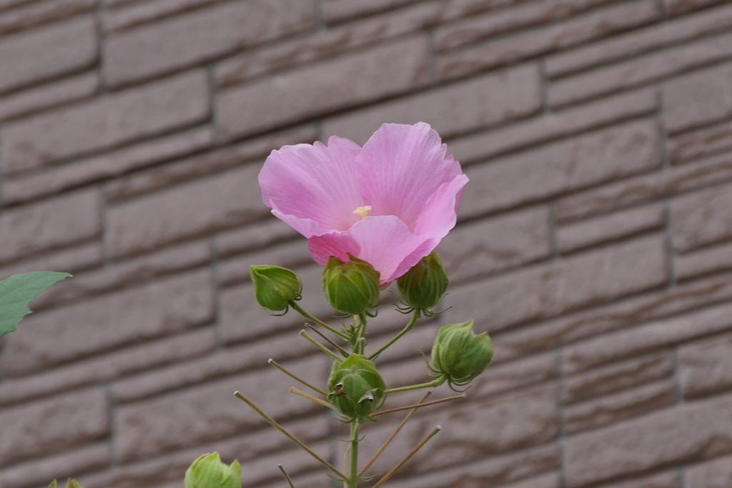芙蓉