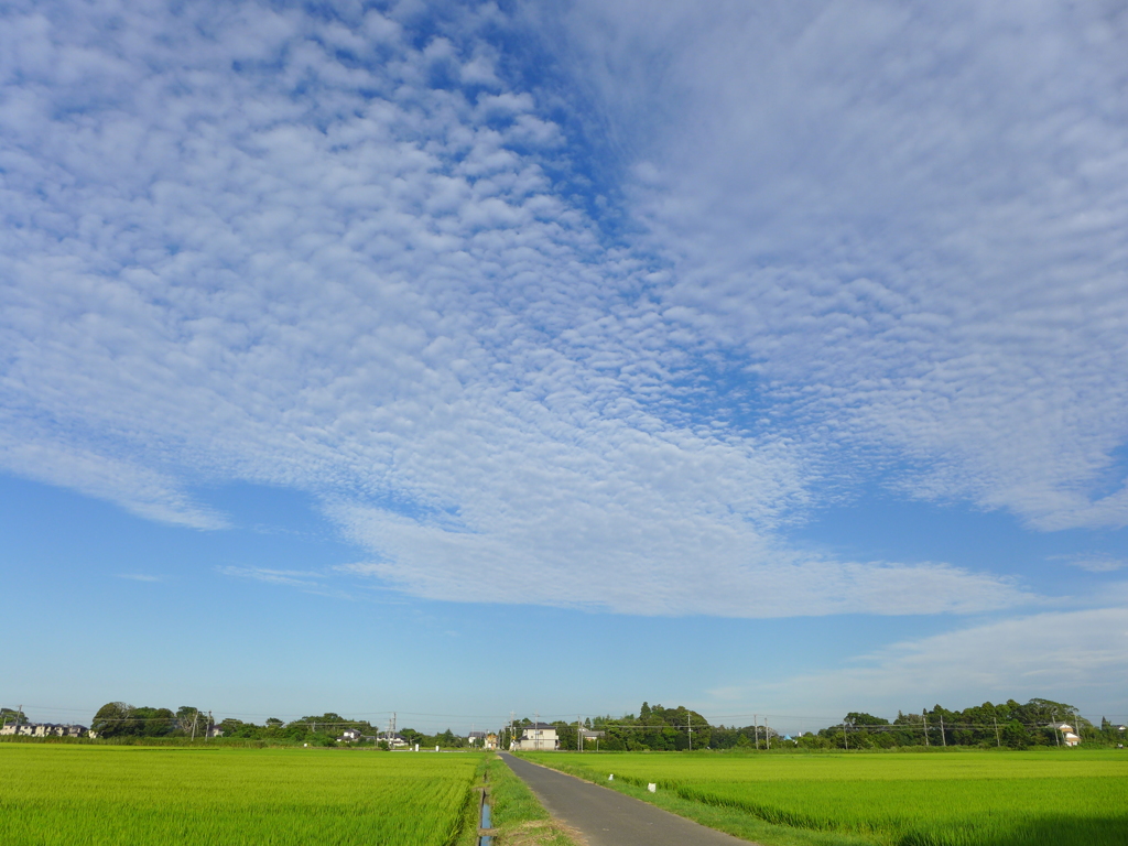 夏の田園　②