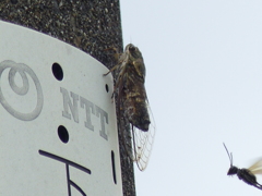 電柱で鳴く