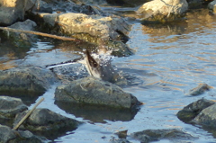 ハクセキレイの水浴び　1