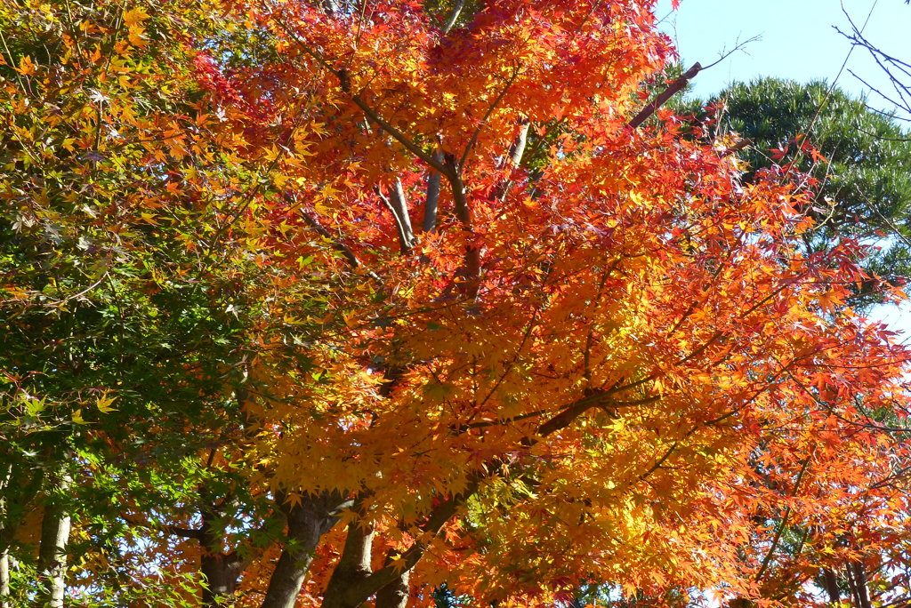 公園の紅葉