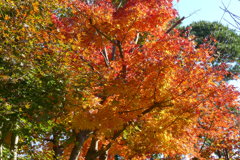 公園の紅葉