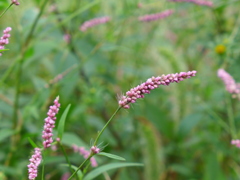 いぬたで（赤まんま）