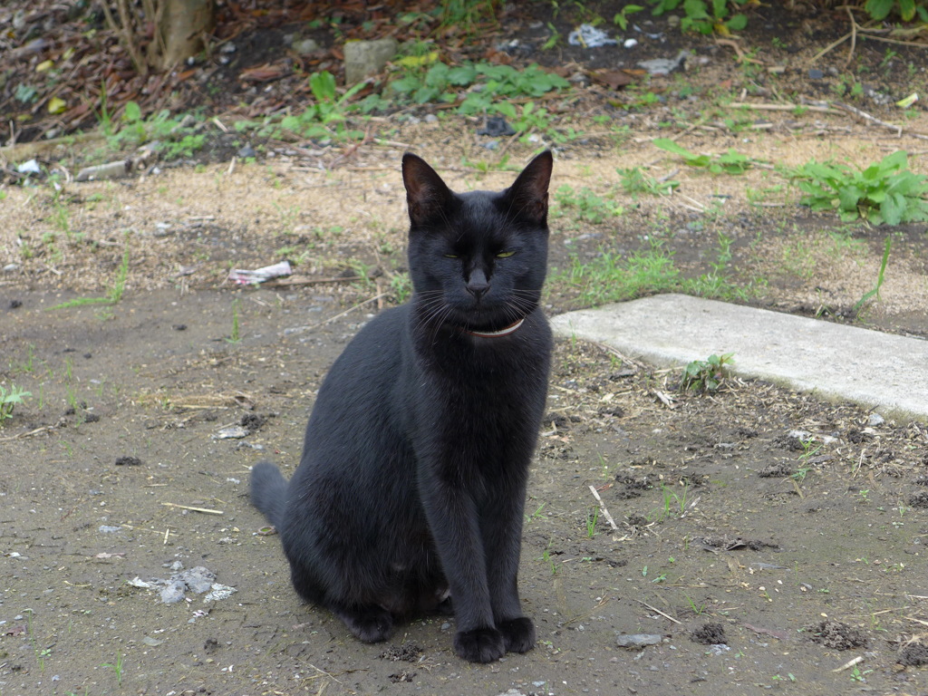 黒猫との出会い　4