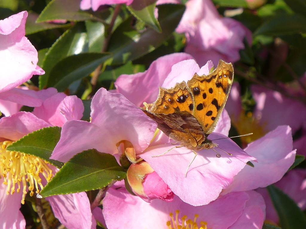 先客がいました