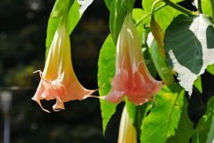 大きな花弁
