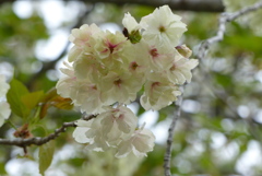 もしかしてあの桜　3