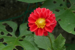 蕊がきれいな花