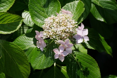 額紫陽花　6