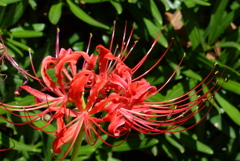 曼殊沙華