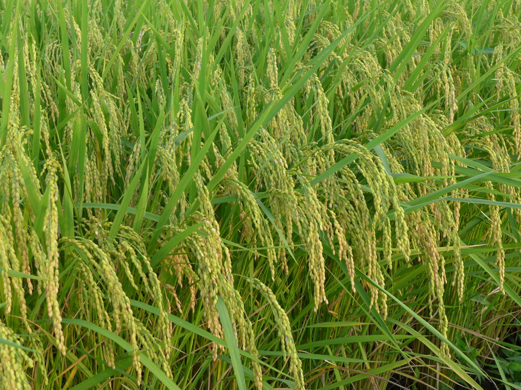 刈り取りはいつ？