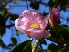 椿