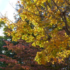 公園の紅葉