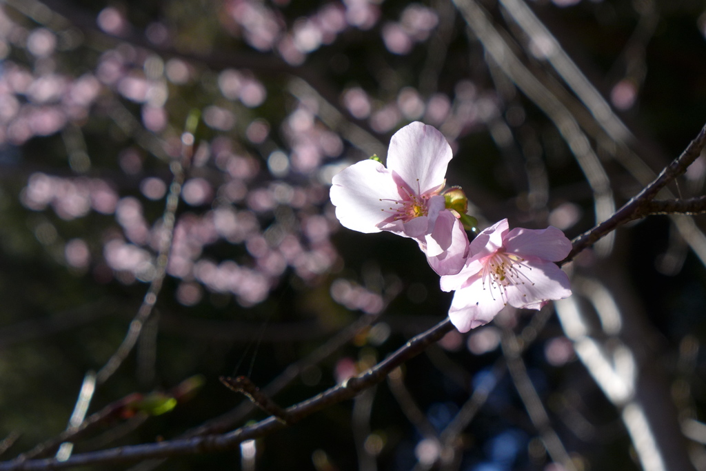河津桜　2