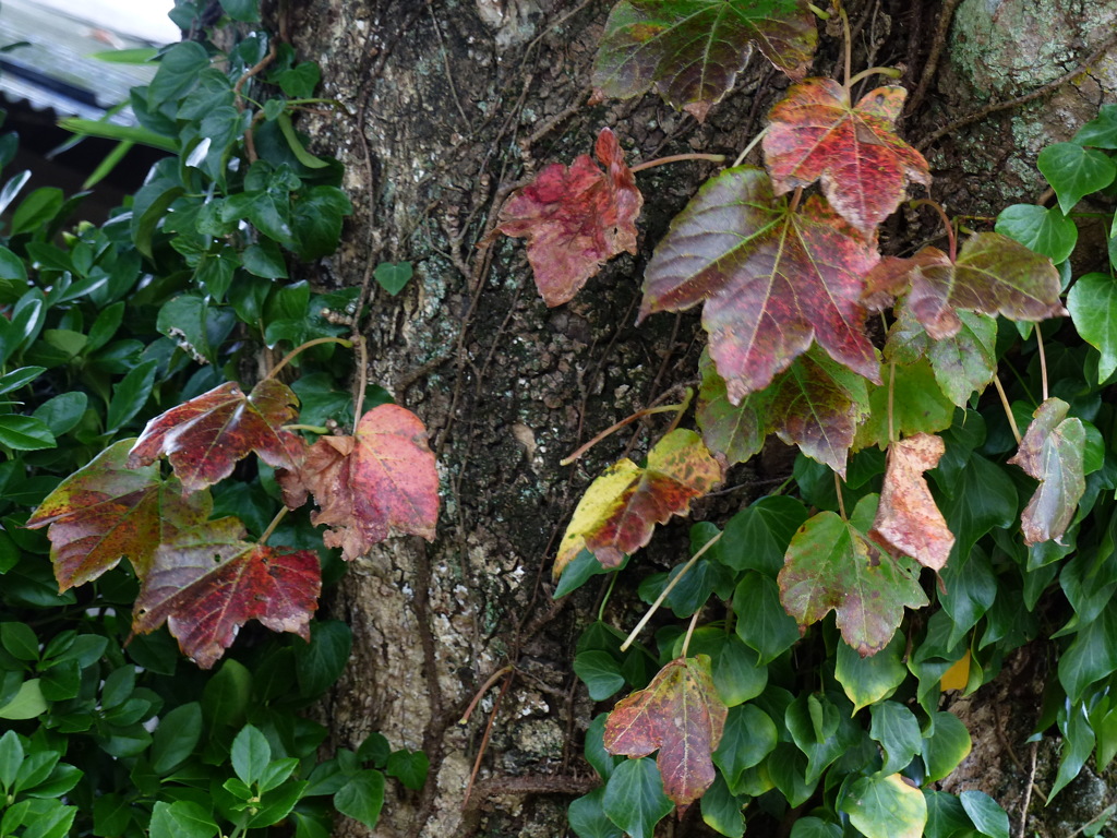 紅葉