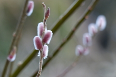 春色の蕾