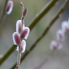 春色の蕾