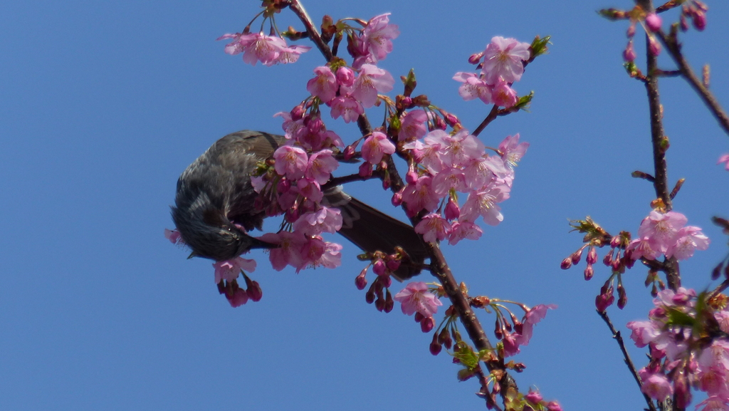 桜とヒヨドリ　2