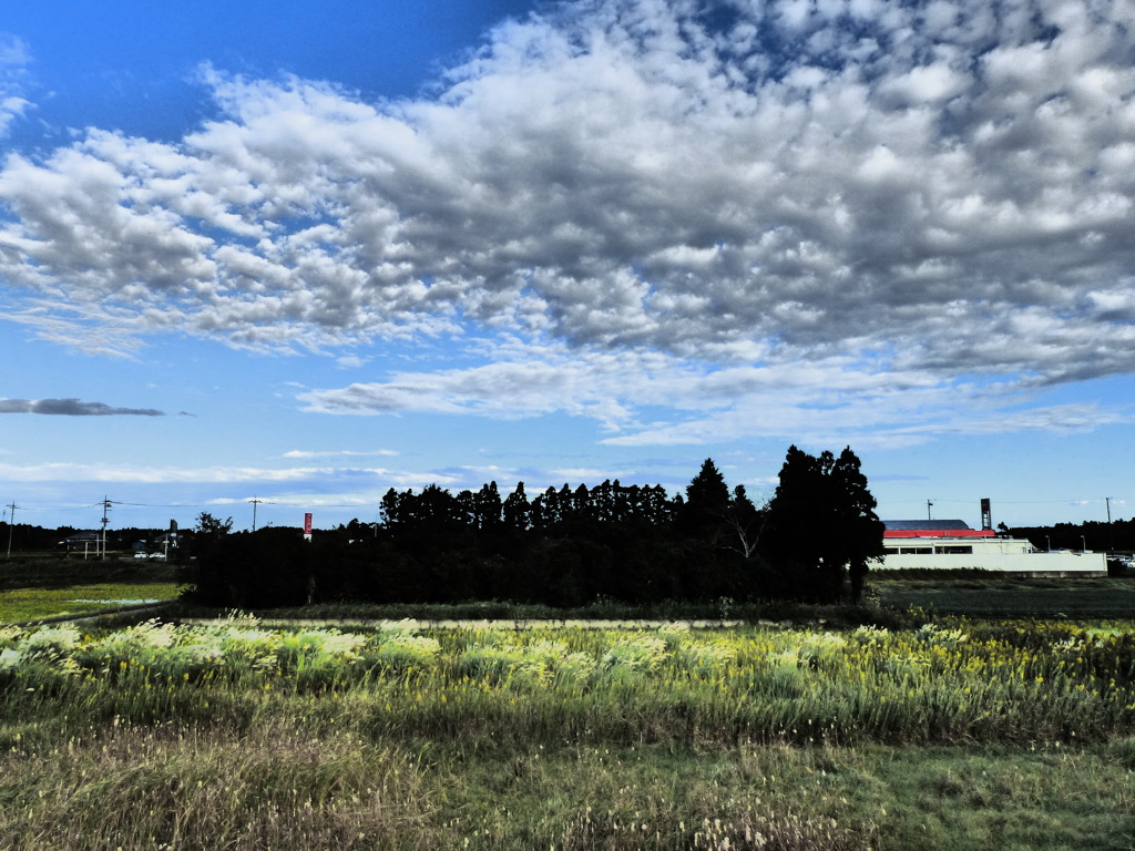 林と秋雲