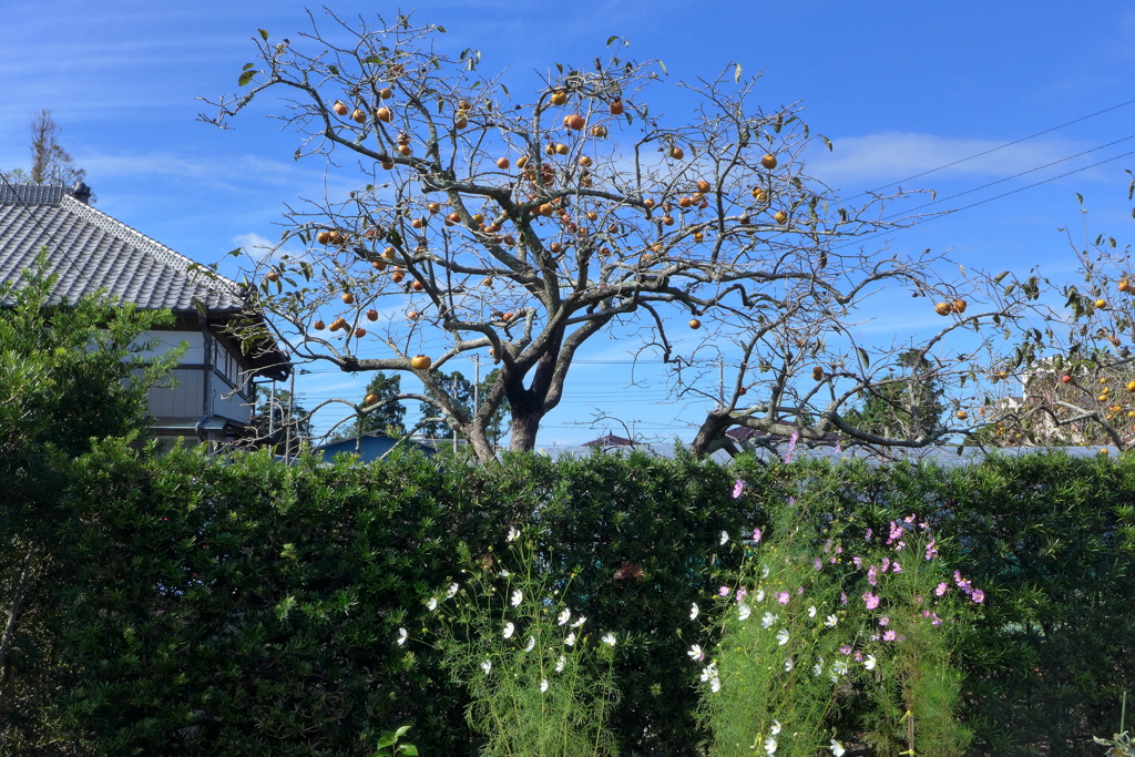 いかにも田舎の風景