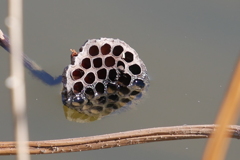 蓮池の風情