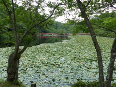 睡蓮の池