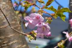 河津桜