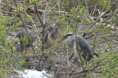 アオサギのヒナ