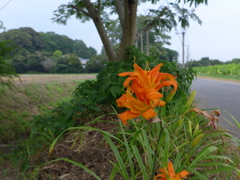 やぶかんぞう