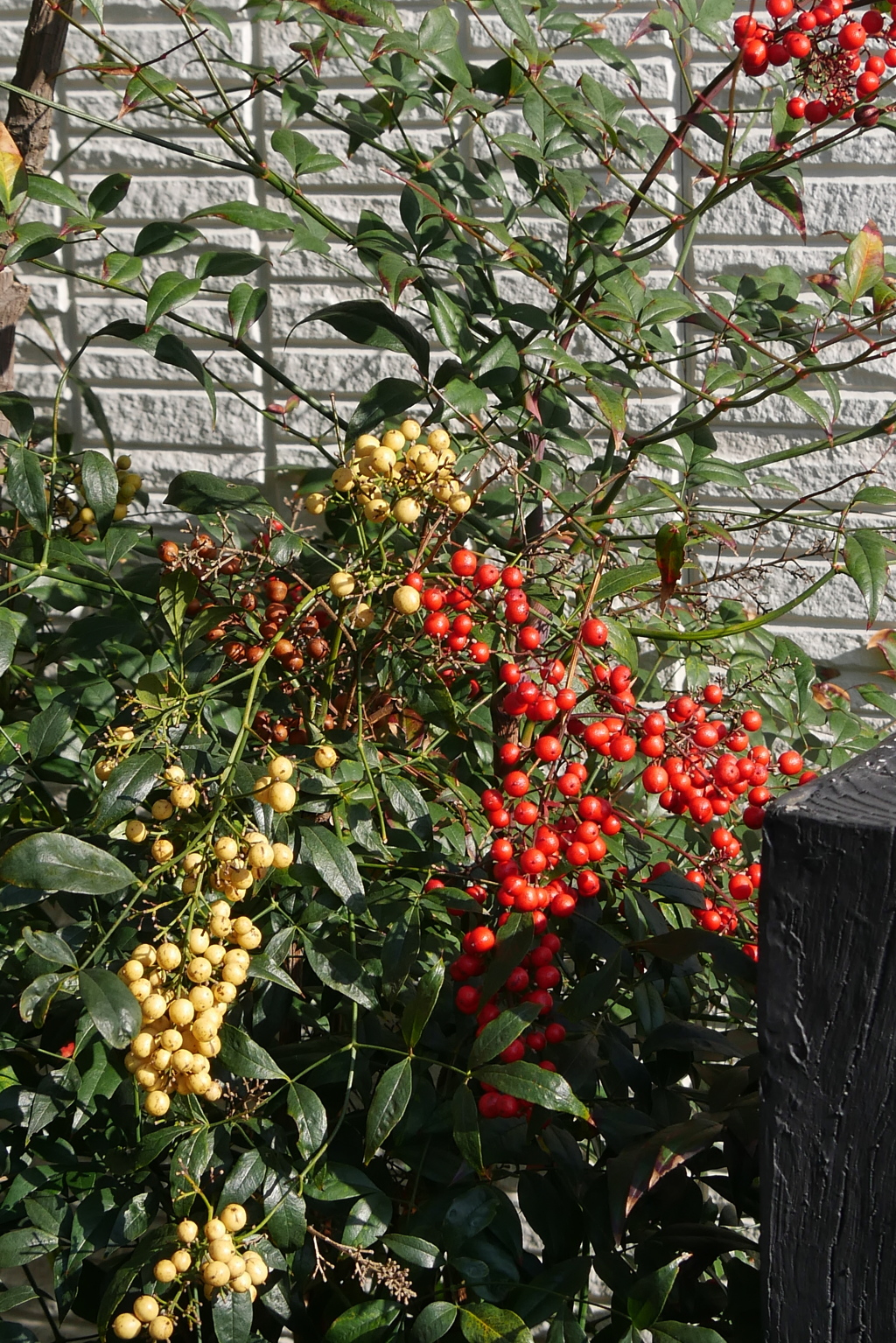 南天　紅白