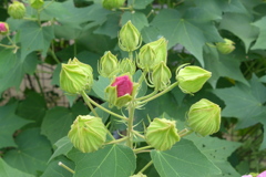 芙蓉の蕾