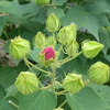 芙蓉の蕾