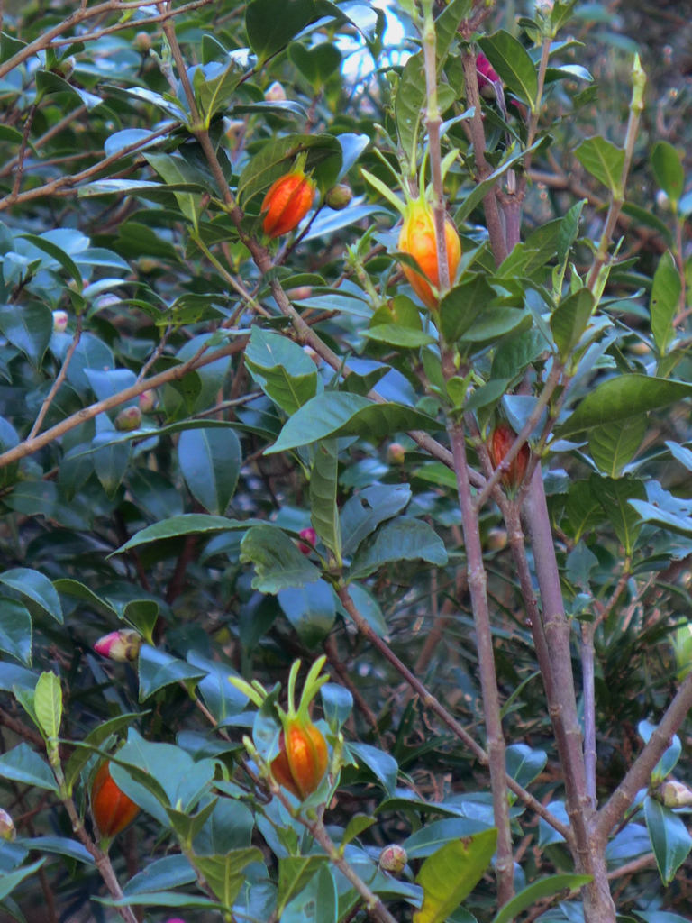 ヒメクチナシの実