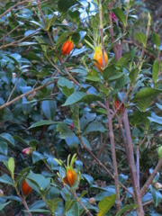 ヒメクチナシの実