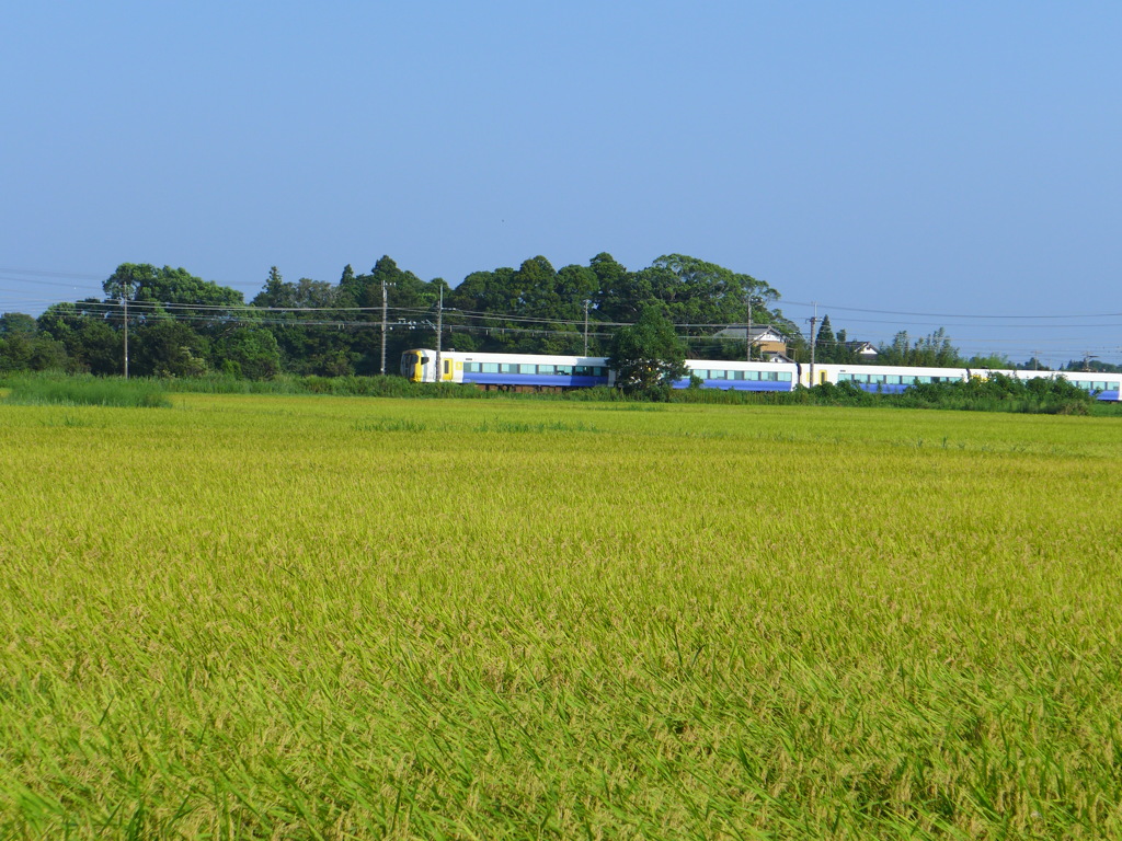 豊穣の田を行く電車　1