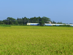 豊穣の田を行く電車　1