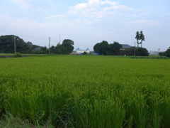 この田んぼももうすぐ