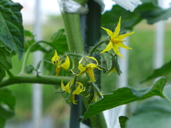 トマトの花