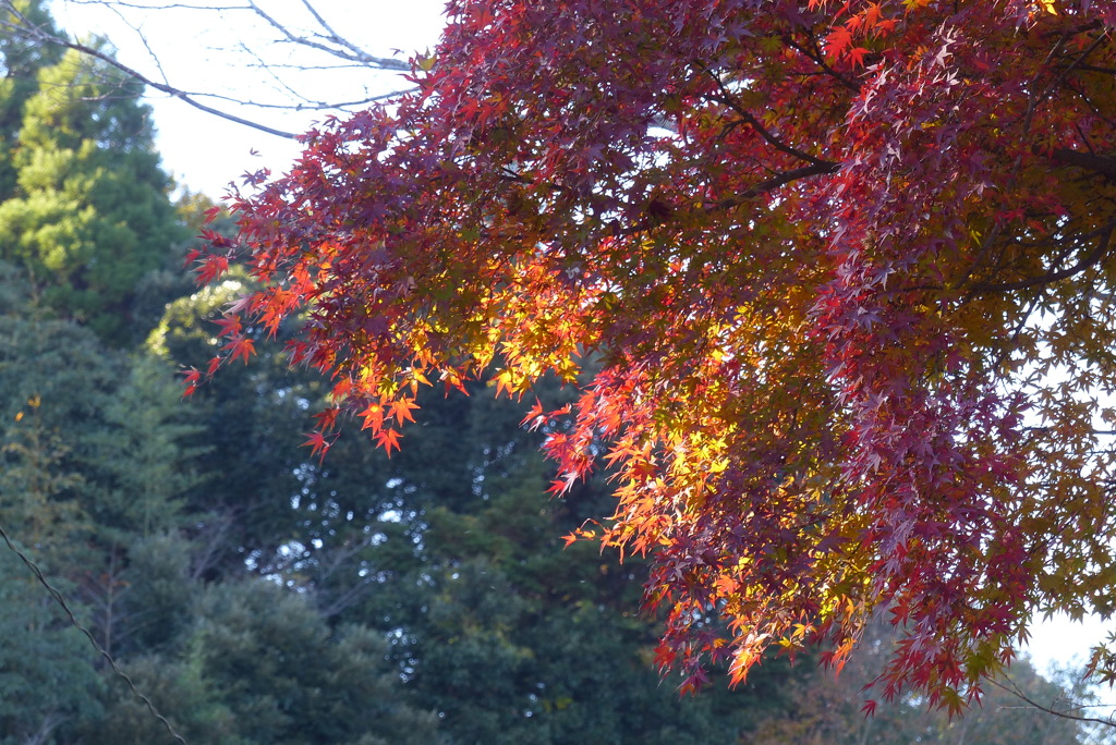 山間の紅葉