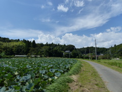 蓮池のある風景