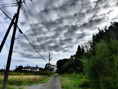 いつもの散歩道