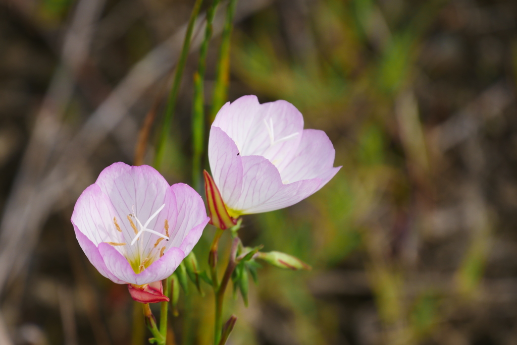 ヒルザキウスゲショウ